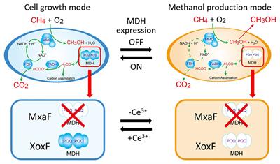 Switching Between Methanol Accumulation and Cell Growth by Expression Control of Methanol Dehydrogenase in Methylosinus trichosporium OB3b Mutant